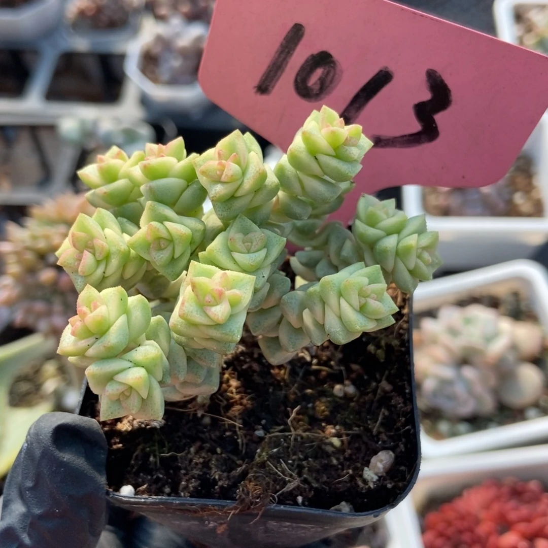 1013小米星锦多肉植物