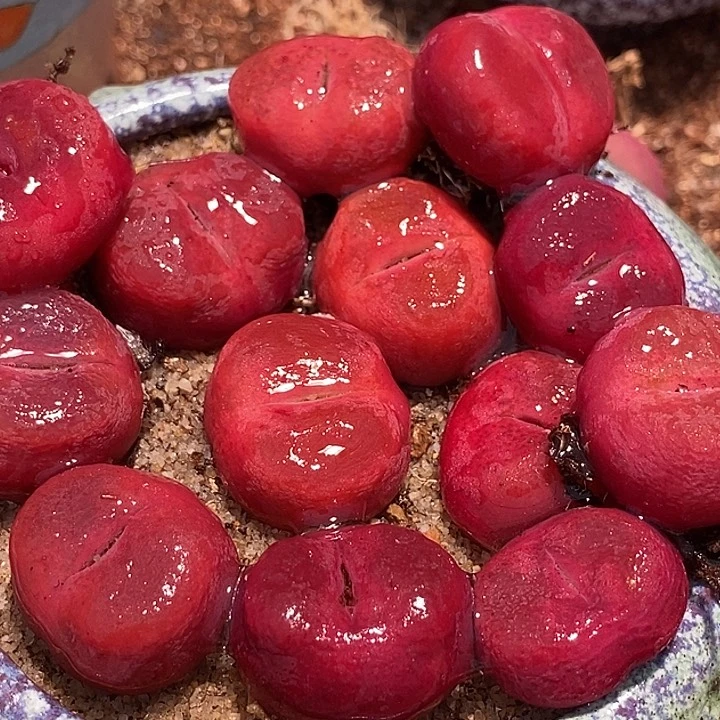 超红蟠桃母本一颗  买2送1