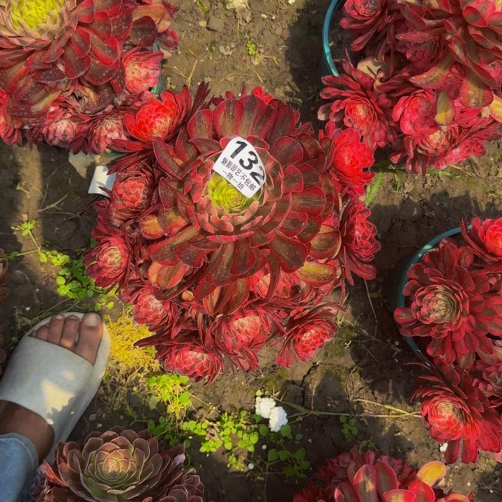 白月光花27-13包邮花花