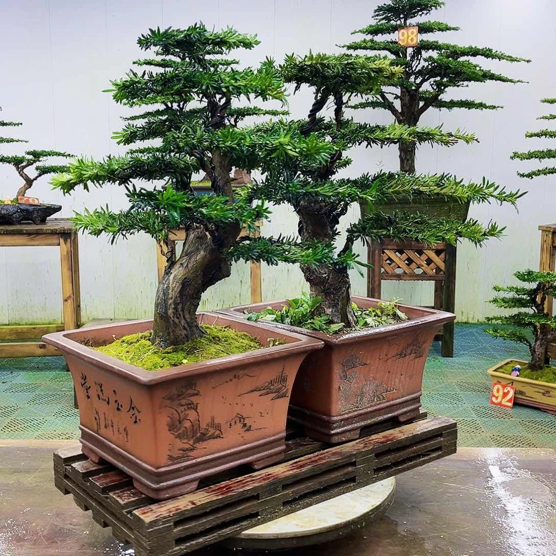 完全开放罗汉松盆景艺术