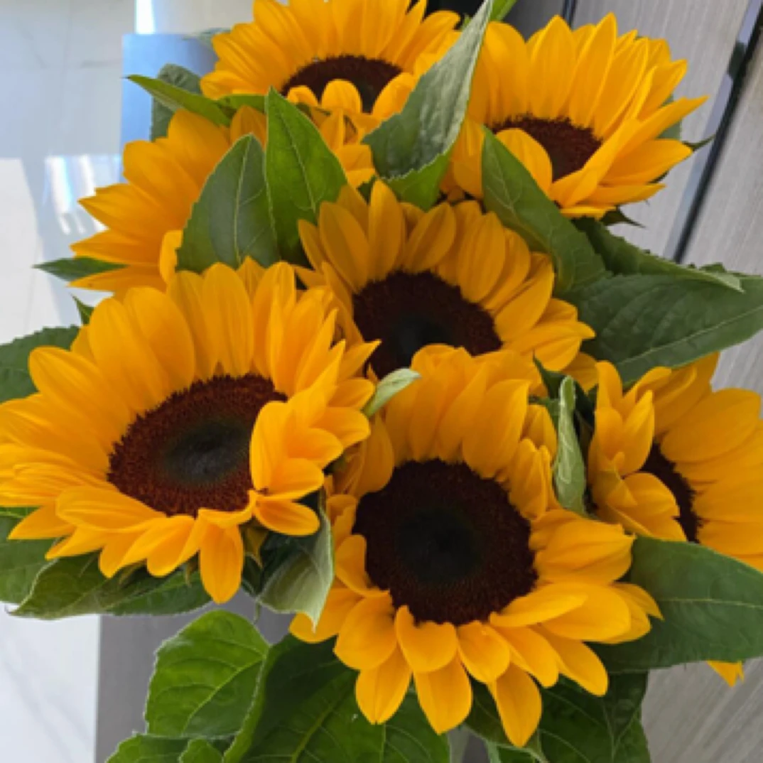 【向日葵3支】任意两单包邮到家湖南广东今天拍明天到