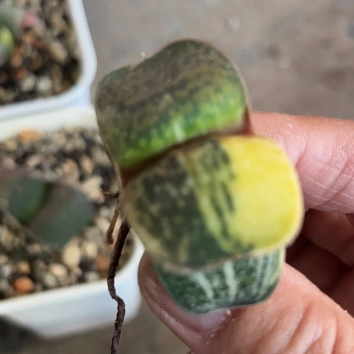 晨*恐龙锦带点土1111111