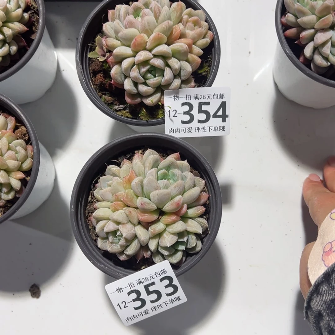 丁**人艾莎多肉多肉多肉多