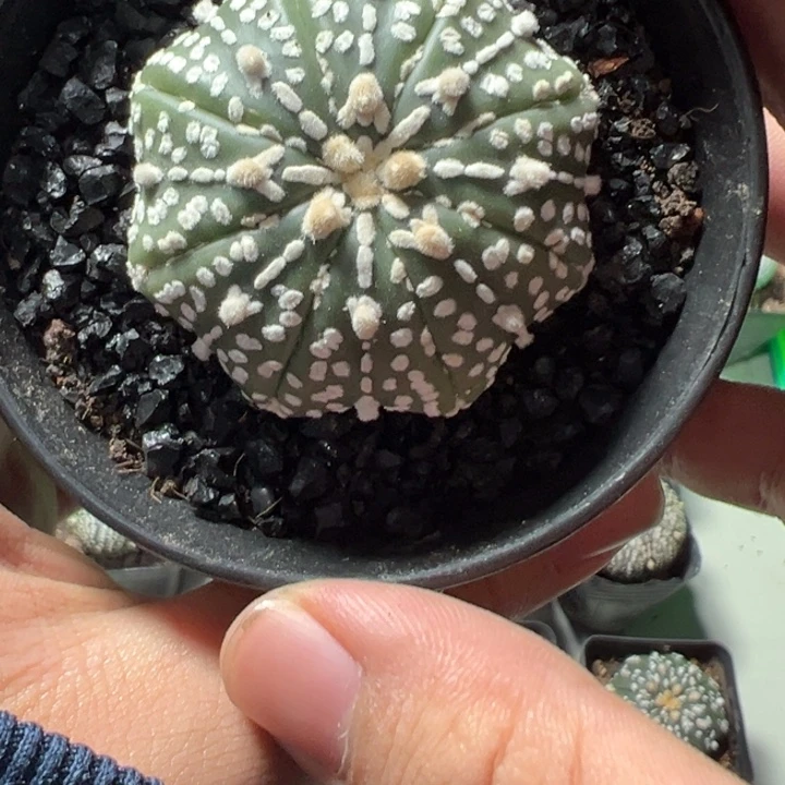 兜球竞拍不退不换