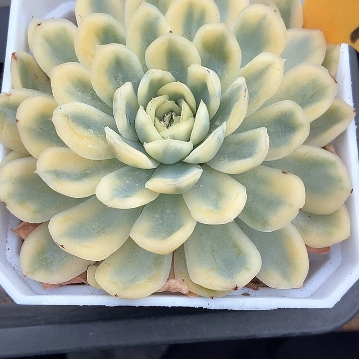 多肉植物草莓冰锦2090多肉
