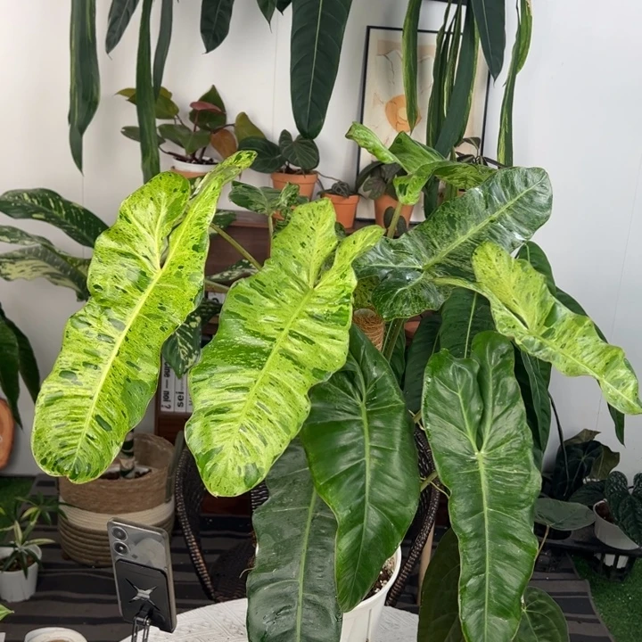 不开花植物绿天堂