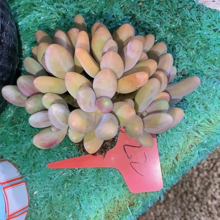 在家闲不住也可以用