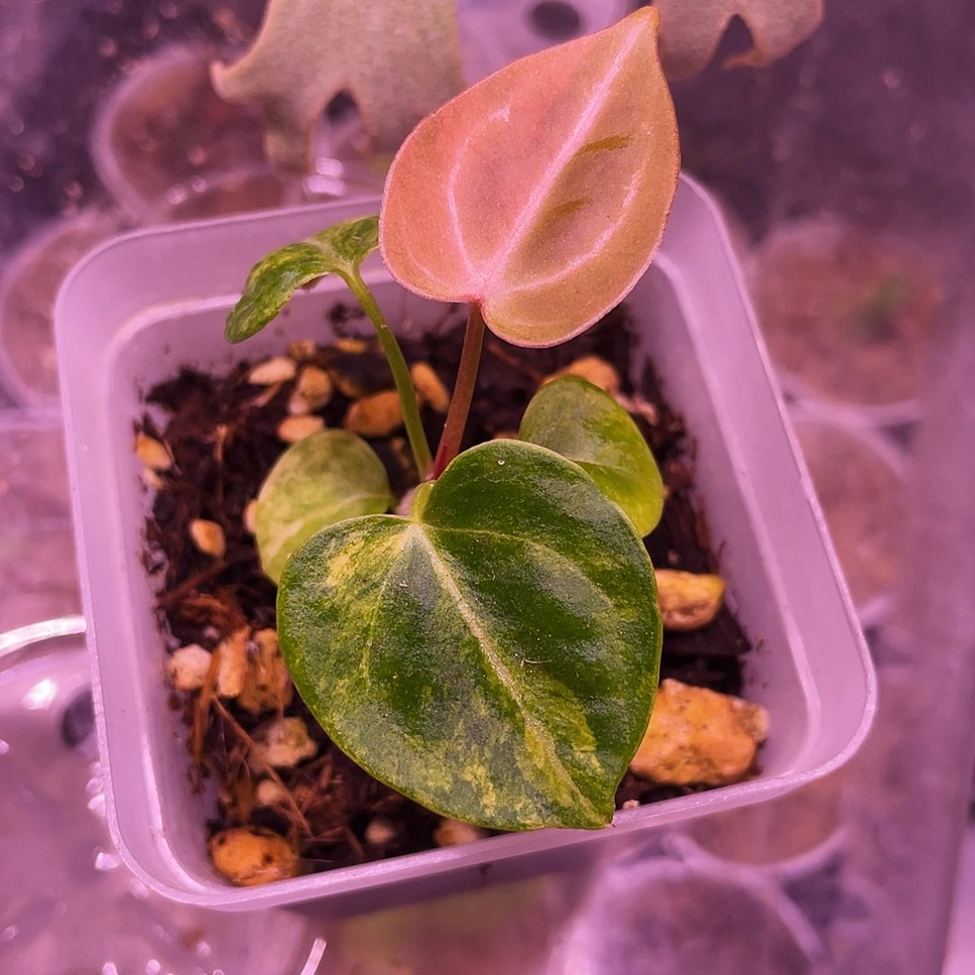 完全开放华丽锦杂红水晶杂黑凤凰