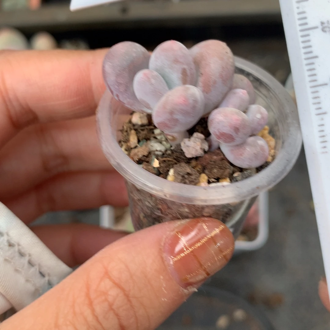 彩虹哈狗和高后给哈狗和