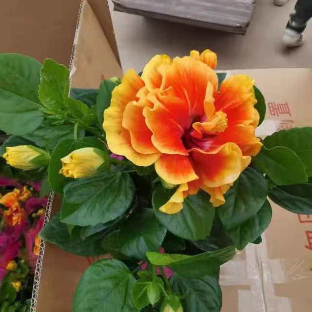 阿波罗木槿花独杆重瓣带花苞扶桑花盆栽庭院阳台多年生长花卉