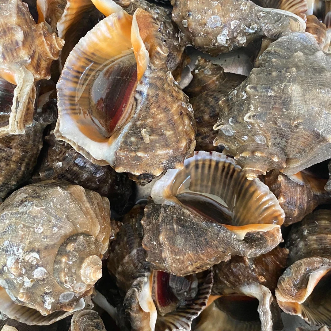 【活发渤海湾大海螺】海螺2-4斤顺丰鲜活发货（青岛当天到其它地区次日达）