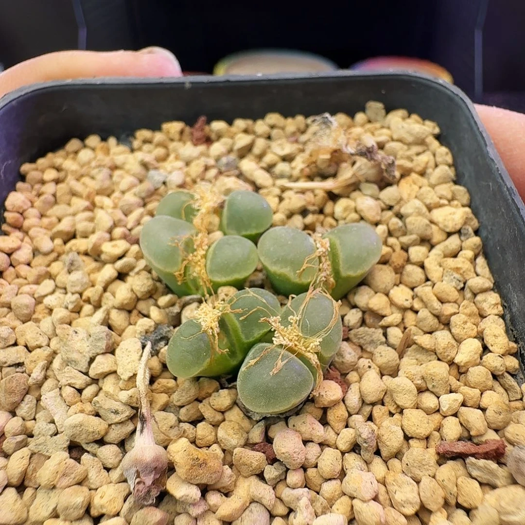 多肉植物福利清盒9