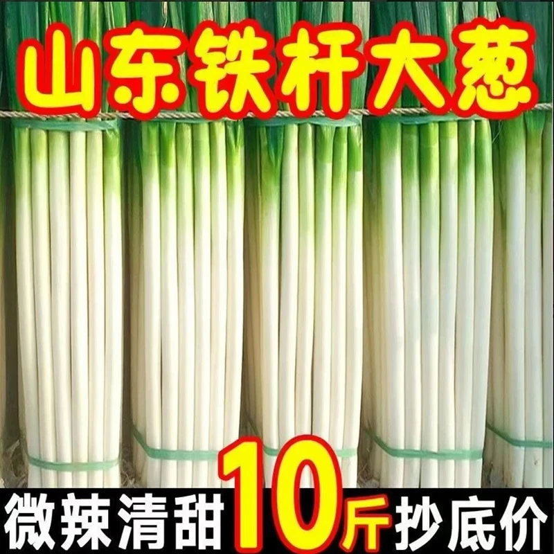 【去叶大葱】山东铁杆大葱调味炒菜农家大葱现挖现发新鲜葱蘸酱大葱