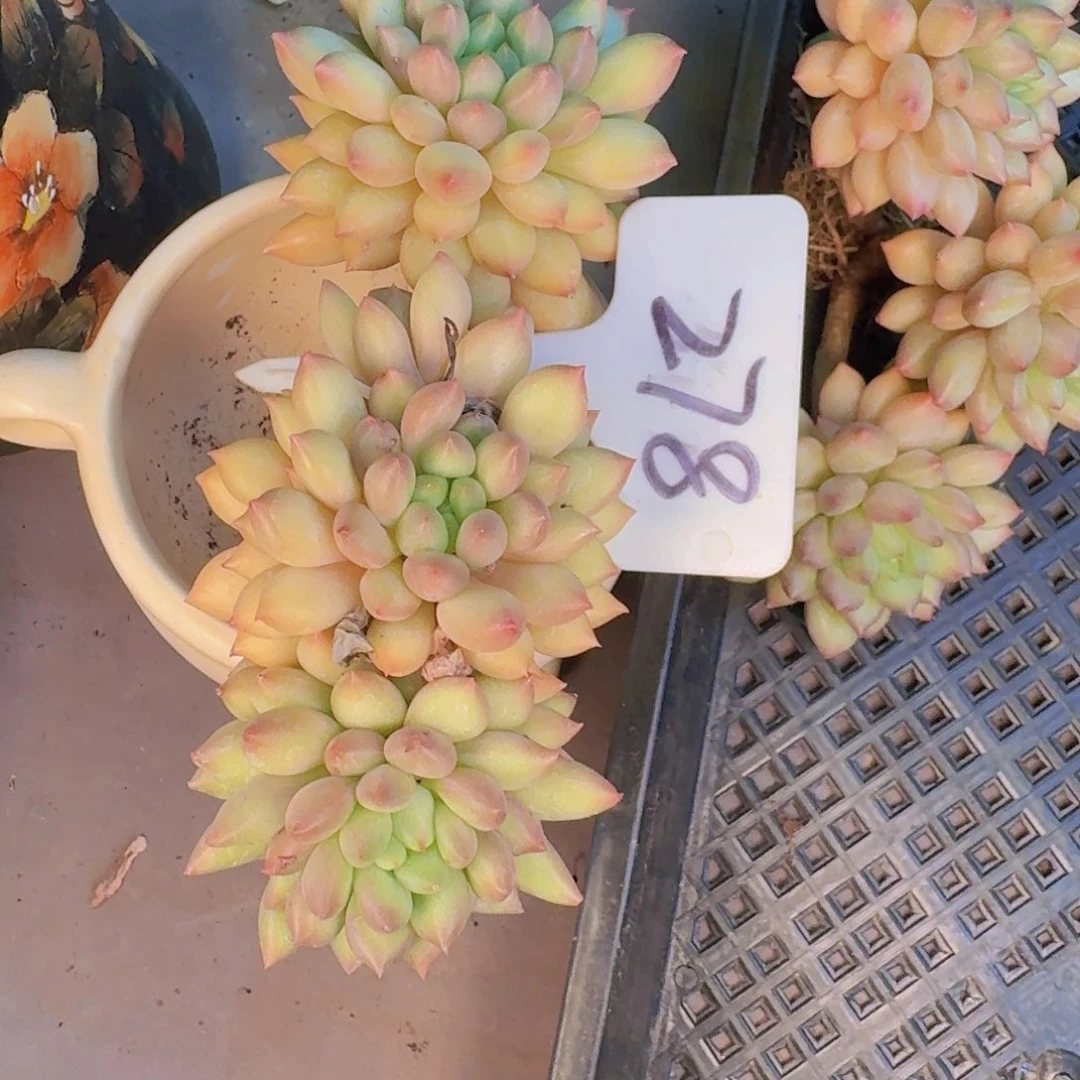 熊***姐多肉植物和植物等植物