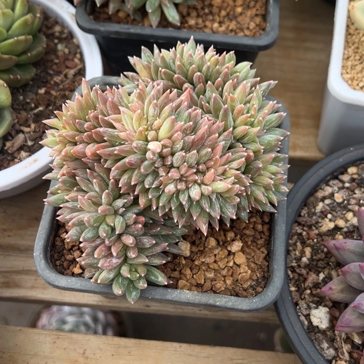 炫彩星缀化 夏鸣园艺