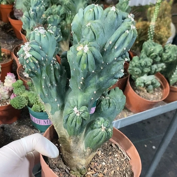 用****里花花草草花花草草