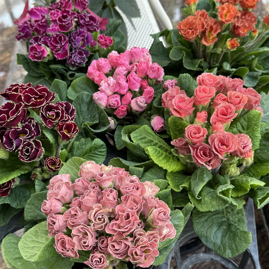 玫瑰报春花盆栽冬季春季庭院阳台耐寒花卉绿植好养活花期长带香味