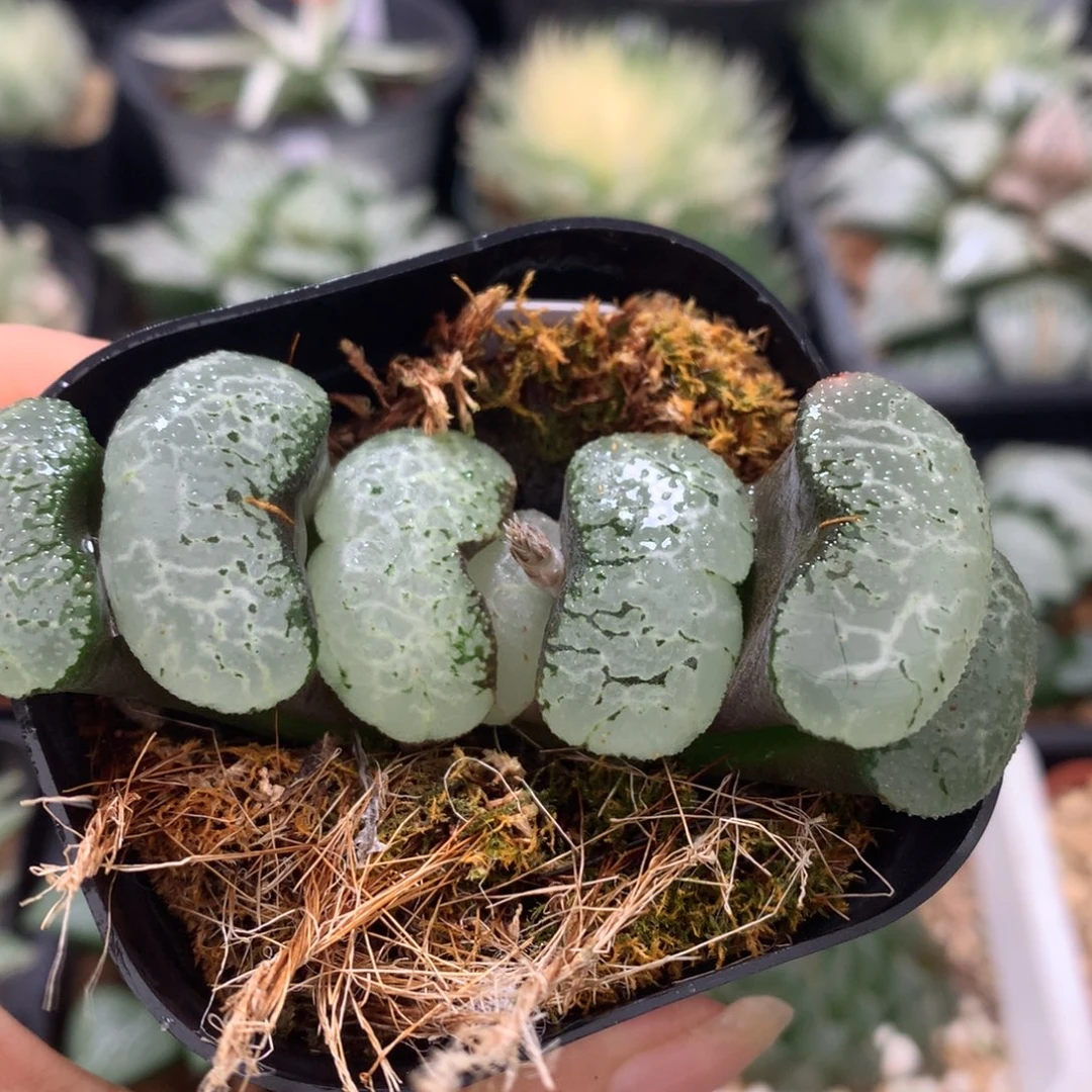 浮躁玉扇，带盆发货
