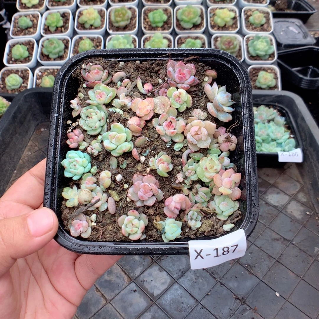 无花朵X187英语英语