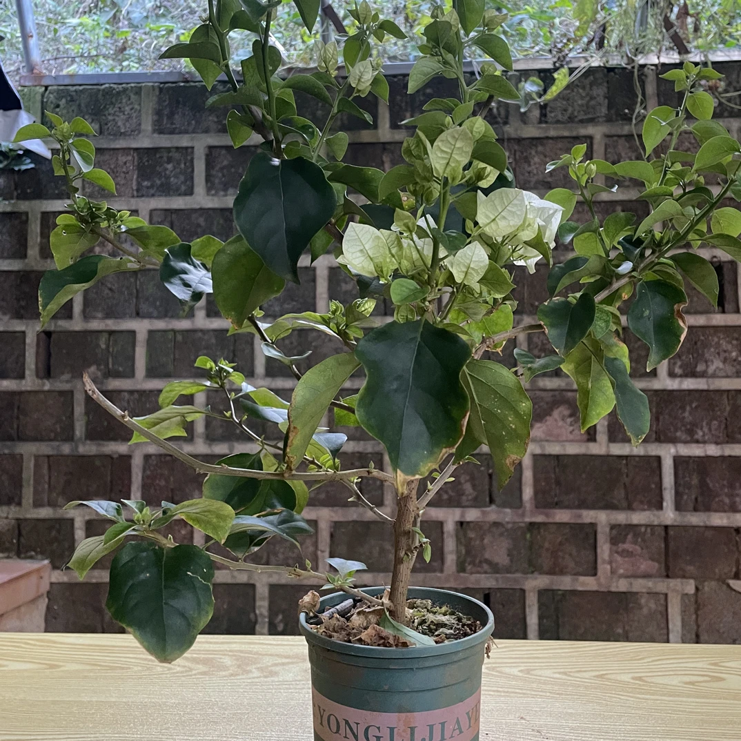 三角梅彩花，长途运输途中掉花掉叶属正常现象，介意勿拍