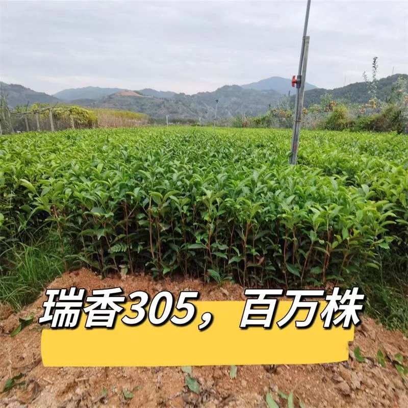 瑞香305茶苗金丝楠木树苗小叶桢楠名贵绿化抗寒种植山葱扫帚苗