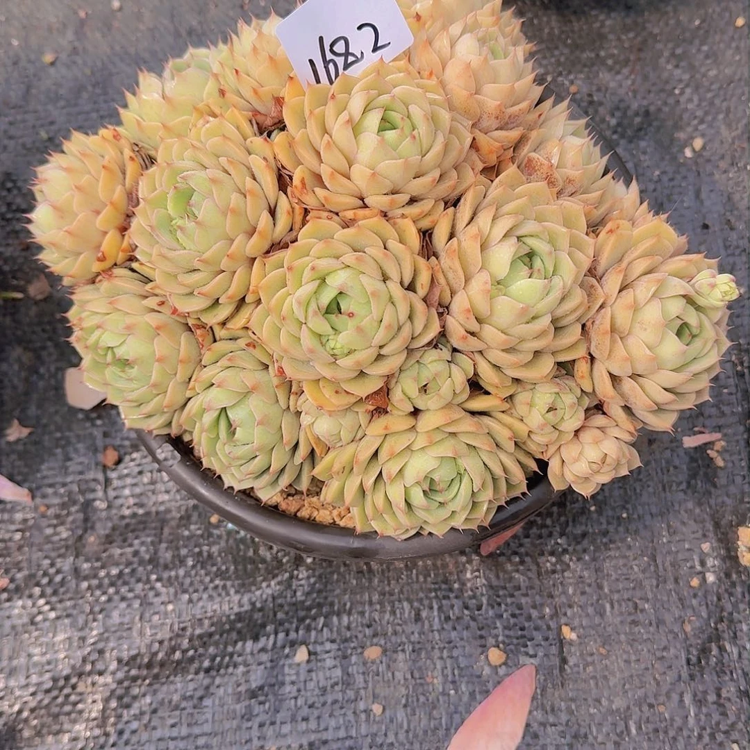 忆***肉1682本巴多肉植物