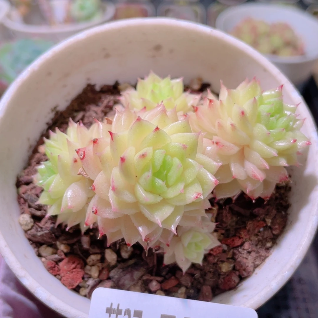 花利美27-551麦秆