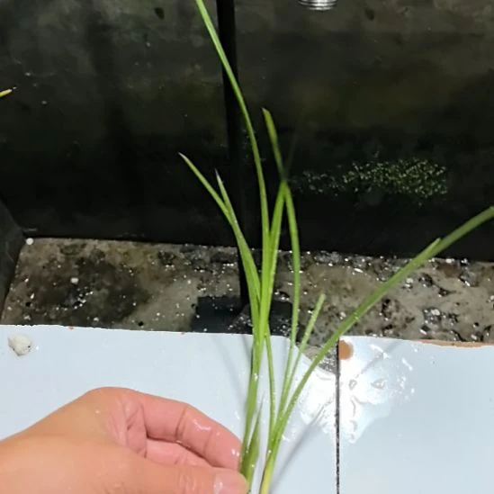 完全开放红燕子母苗