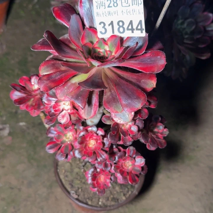 咖***草31844香奈儿多肉植物