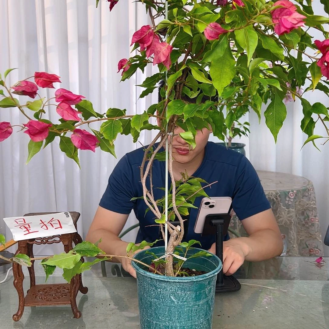 当前无花栽培后可以开花紫红桑巴带竹一颗