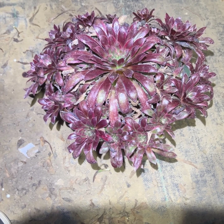 不包段枝一物一拍76