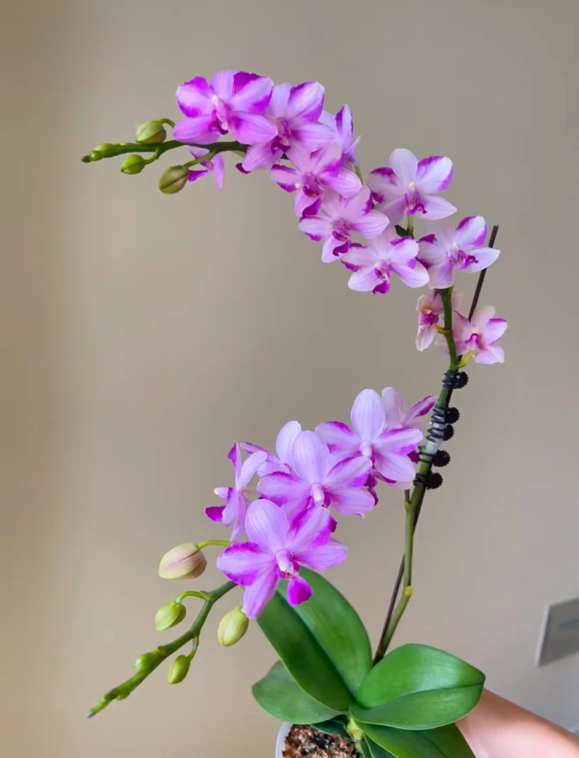 蝴蝶兰《紫水晶》阳台绿植桌面绿植