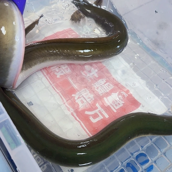 野生鳗鱼包活二斤一两