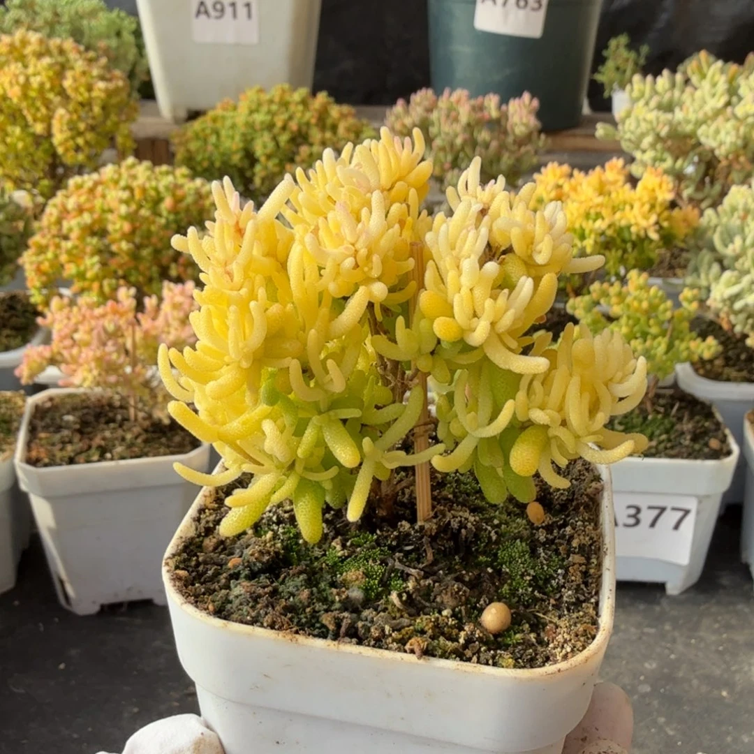 闹***闹A920樱花锦一物一拍