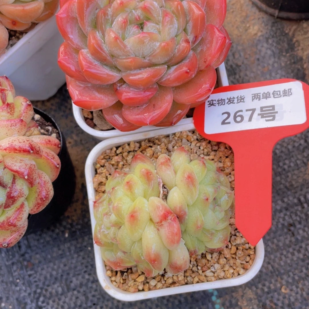 267号 开播福利珍妮冰魄加新品