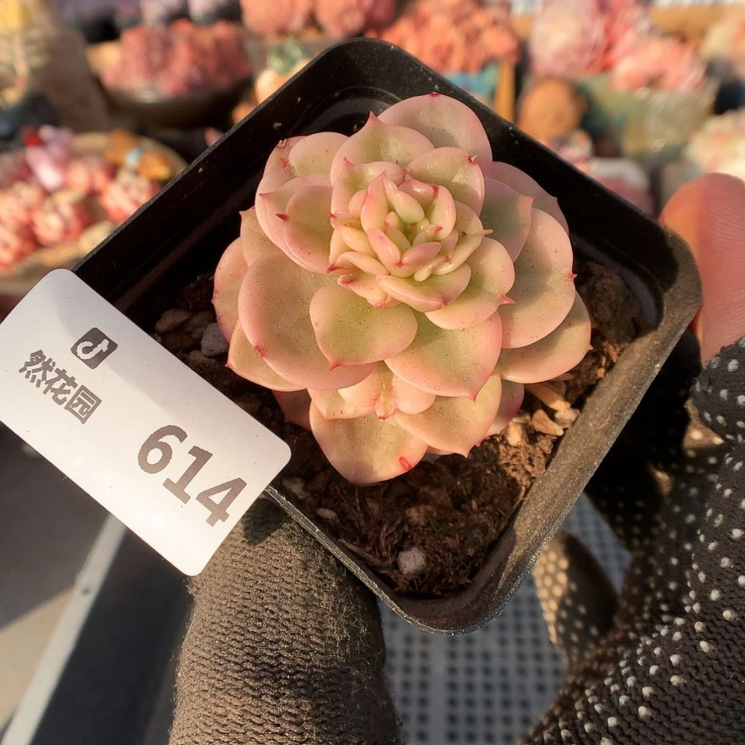614蜡牡丹锦多肉植物66666