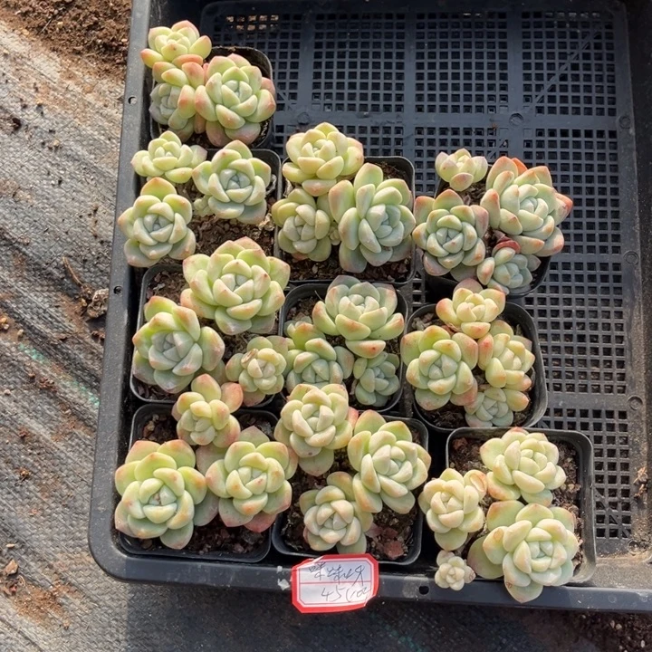 咪***呀冰玉多肉七方盆一组3头8个4头2个