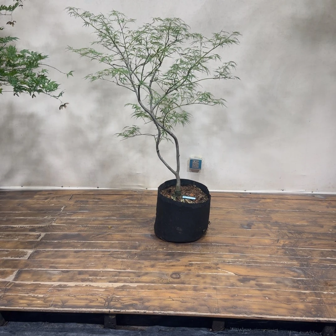 无花朵外山一物一拍专用