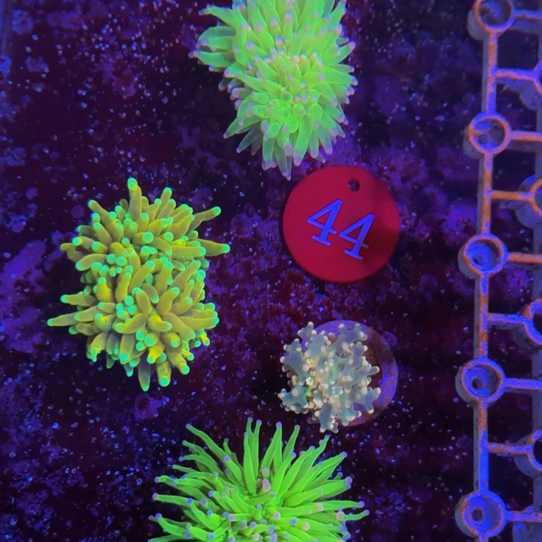 纽扣珊瑚万鱼来朝海水观赏