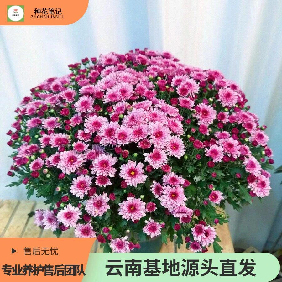 【大盆草莓甜心】千头球菊好养易活适合阳台地栽庭院新手小白基地