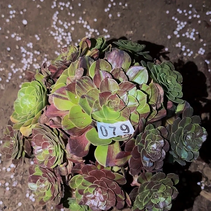 079花月夜多肉植物不售后
