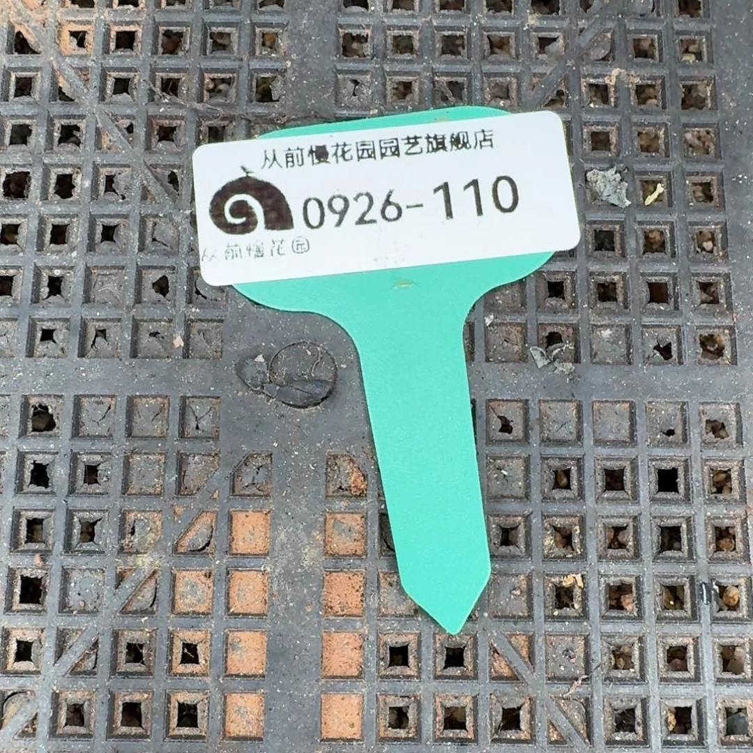 从前慢多肉精选超级0926.110