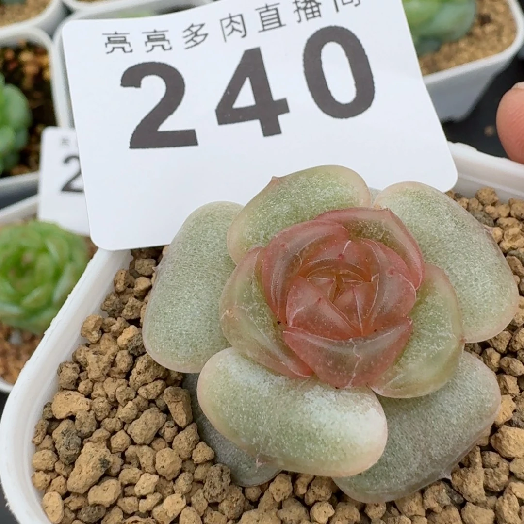 宫花            精美多肉植物