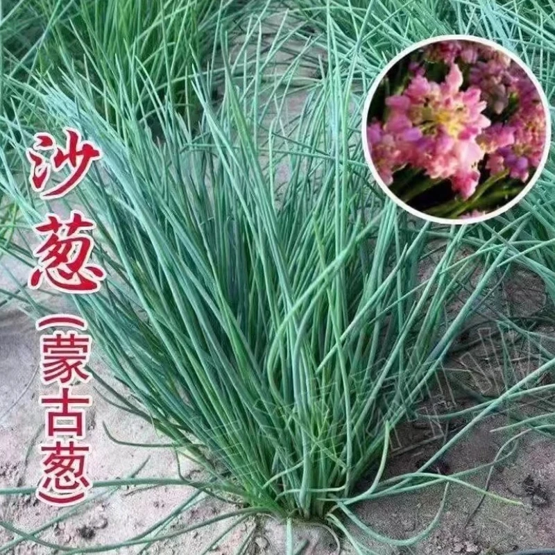 【沙葱种子】胡葱种子耐旱四季韭葱香葱盆栽阳台蔬菜种籽内蒙