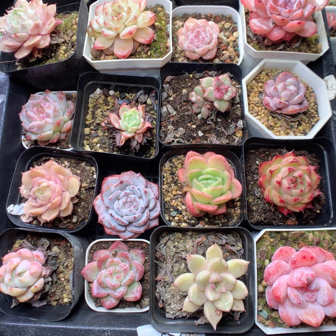 无花朵Q68。  20颗全部yyyyyyy