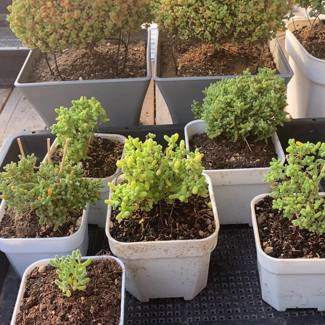 枝干番杏蜜桔糖球375