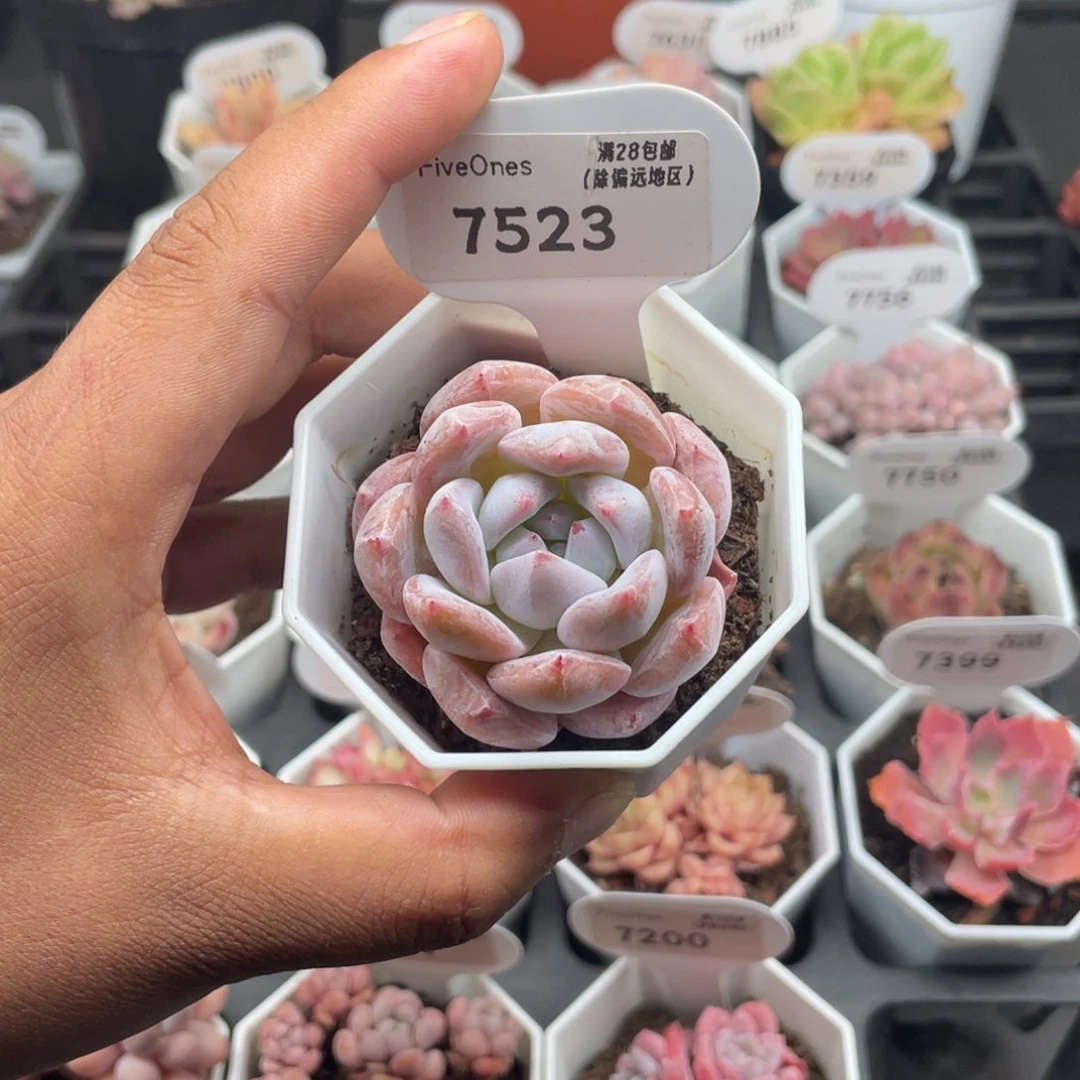 7523也梦5.0厘米