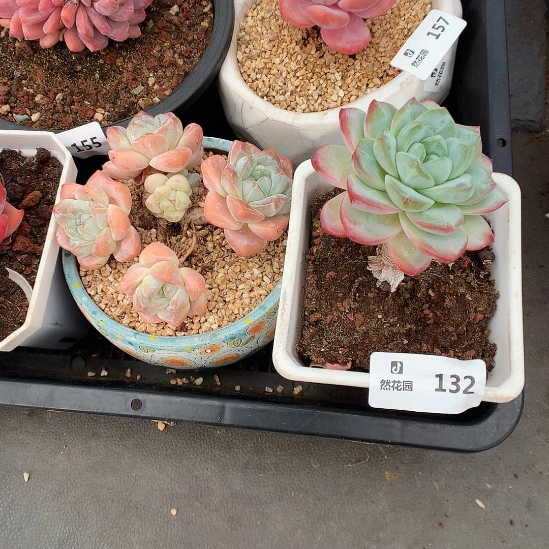 132补差多肉植物6666