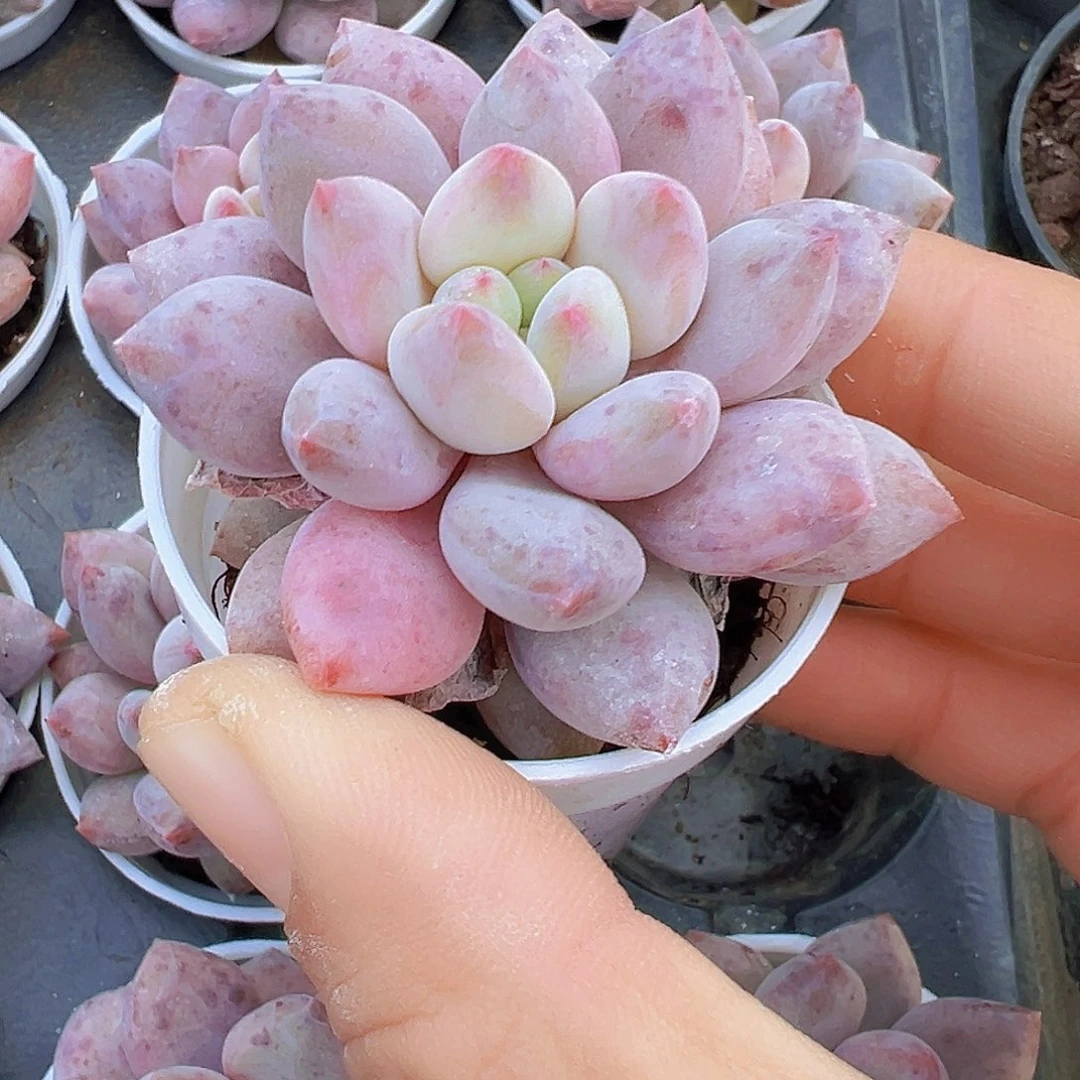 5厘米盆半夏19包邮