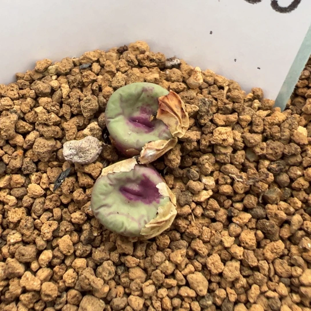 22-109 1968红嘴多肉植物